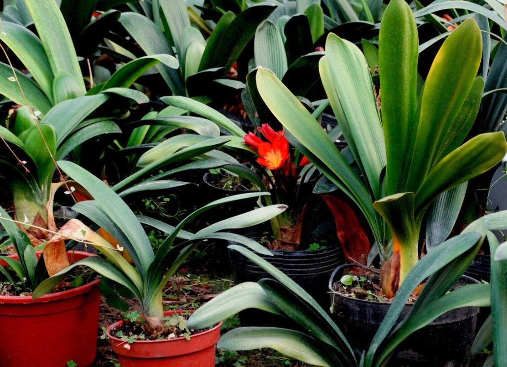 君子兰害怕五件事，新手经常犯，难怪越养越糟糕