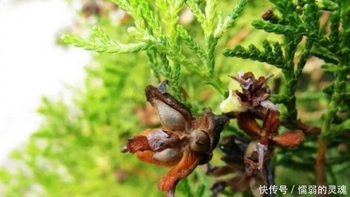 农村野生果子,却能改善睡眠,常用还能使头发变黑!