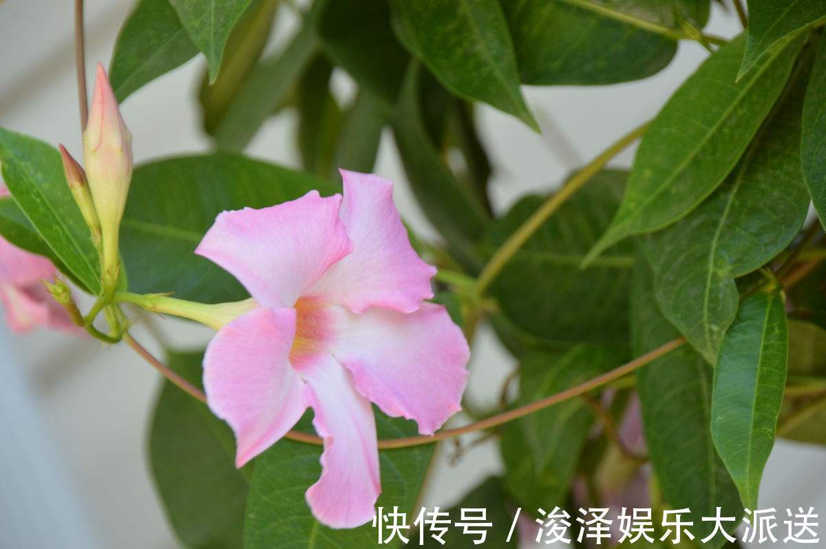 满室飘香华美艳丽，“飘香藤”花开之际香气浓厚，像可爱的小喇叭