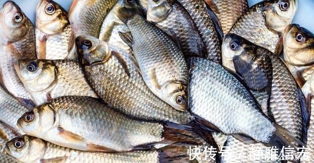 钓鲫鱼用酒米打窝其实是在浪费窝料