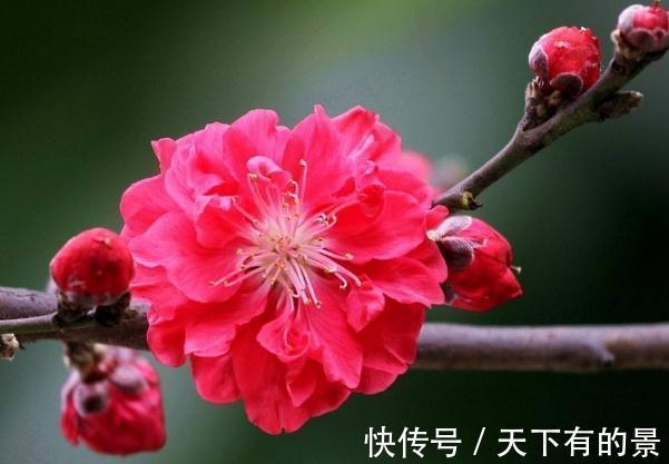 碧桃|农历7月18号起,最适合养这些花,花芽呼呼钻,烂漫迷人眼