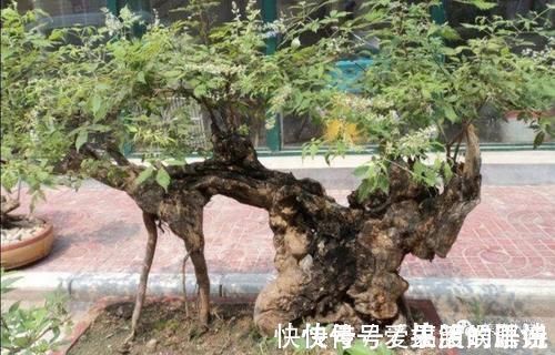 枝干|农村大爷不养花,用山上黄荆做成盆景,更具观赏性