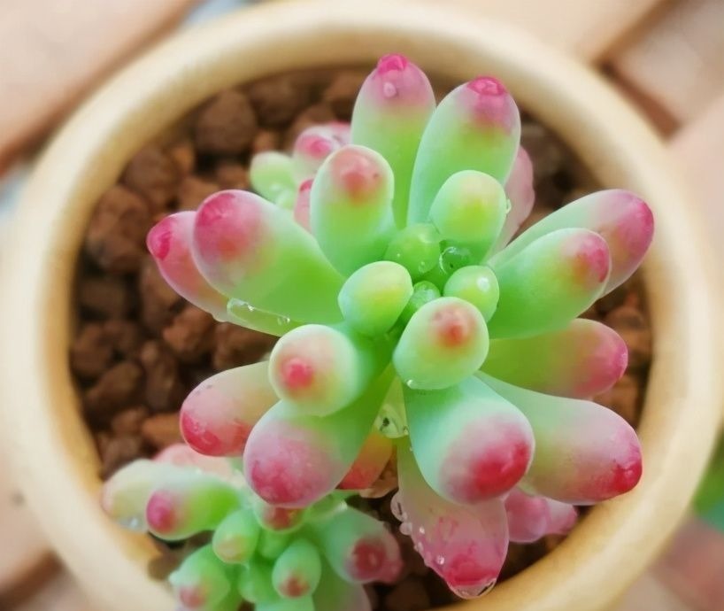 想养好多肉,要学会“虐它”,不仅不会干叶,反而植株紧凑状态美