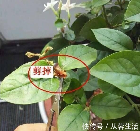 秋季|老桩茉莉开花更有“韵味”，学会4招，你也能养出老桩