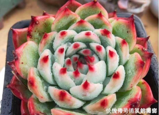 浇水|多肉界的吉娃娃,一浇水就变成大饼脸,真是气死了