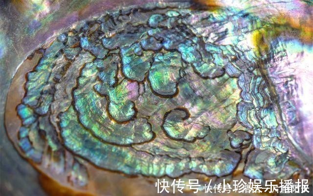 平肝潜阳|一味中药生于大海,常见于餐桌,善平肝潜阳、清肝明目、降血中压