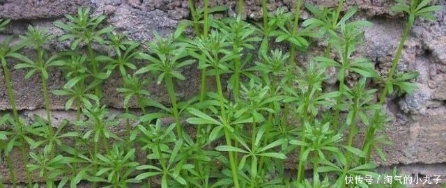 珍贵|农村这种野草,到处可见,殊不知是治癌良药,价值珍贵,请您识别