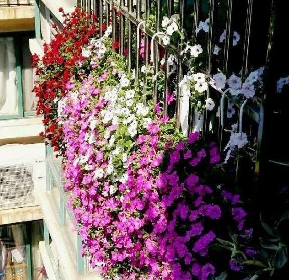 阳台杂乱无章又狭窄，不如盆栽这些花卉植物，美得如同花海仙境
