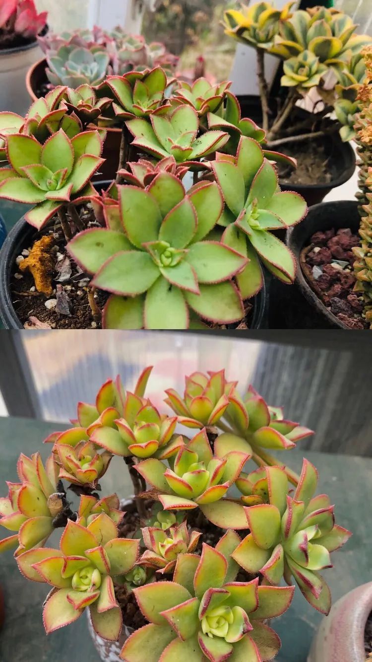 多肉小白三年励志对比养自己的花，爱自己的宇宙！