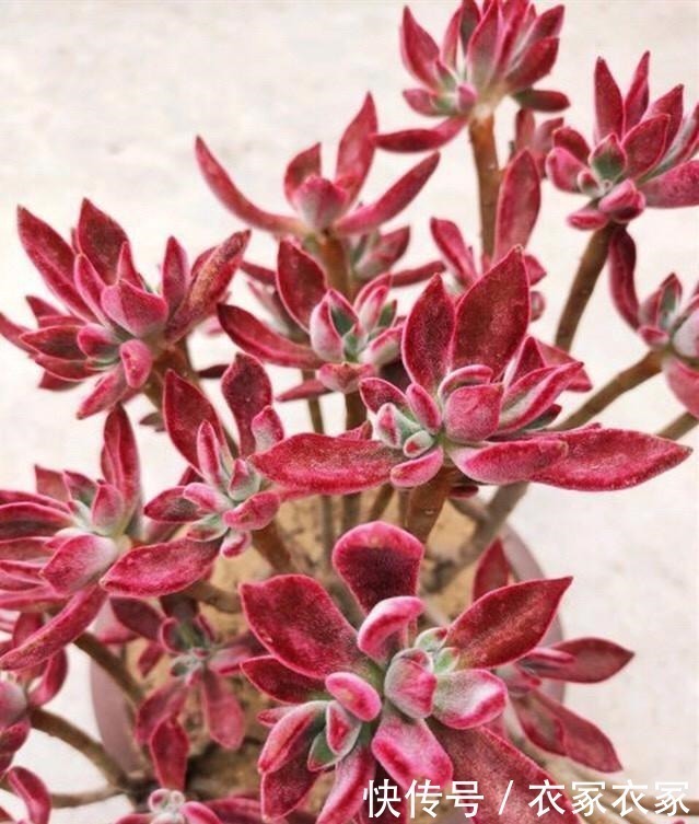 叶片|喜欢养多肉不能错过锦晃星,毛茸茸、红彤彤,相机都拍不出它的美!