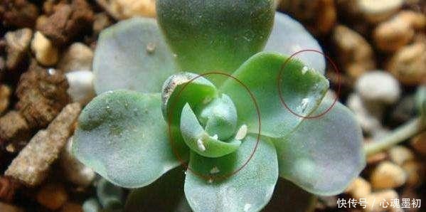 这样养花,不生虫不得病,还长得旺盛!