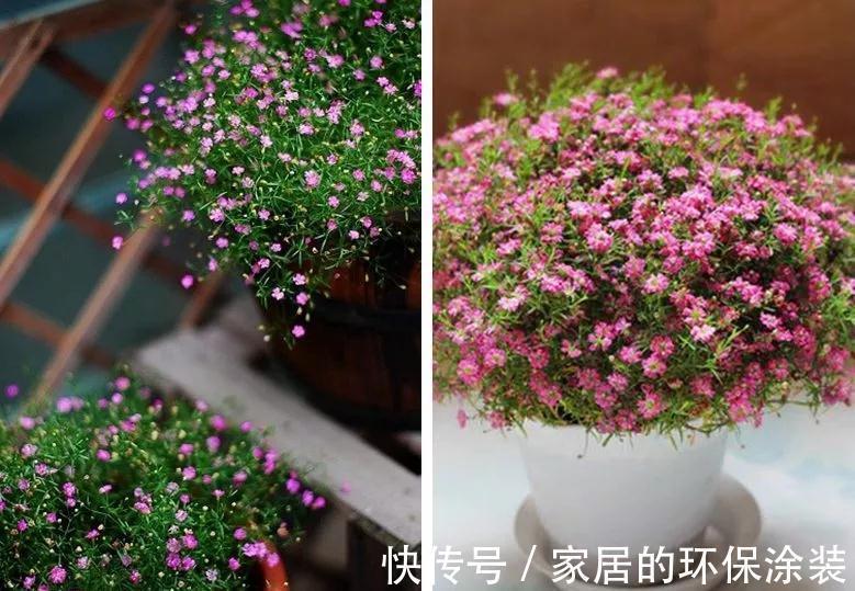 向日葵|这14种花是一次性的,开完花就直接扔了吧,别浪费感情了