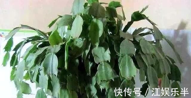 浇水|蟹爪兰发出这个“信号”,一定不要忽视,是在提醒你