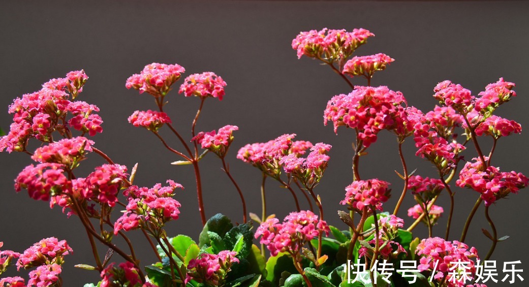 家养海棠花，叶子暗淡观赏差，“3大”要素做好，翠绿茂密好看！