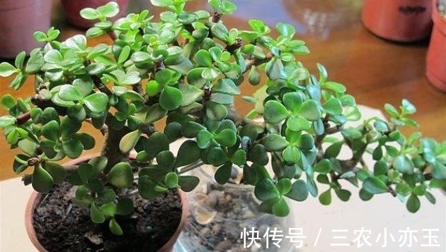 施肥|金枝玉叶这么养, 枝繁叶茂, 四季常绿!