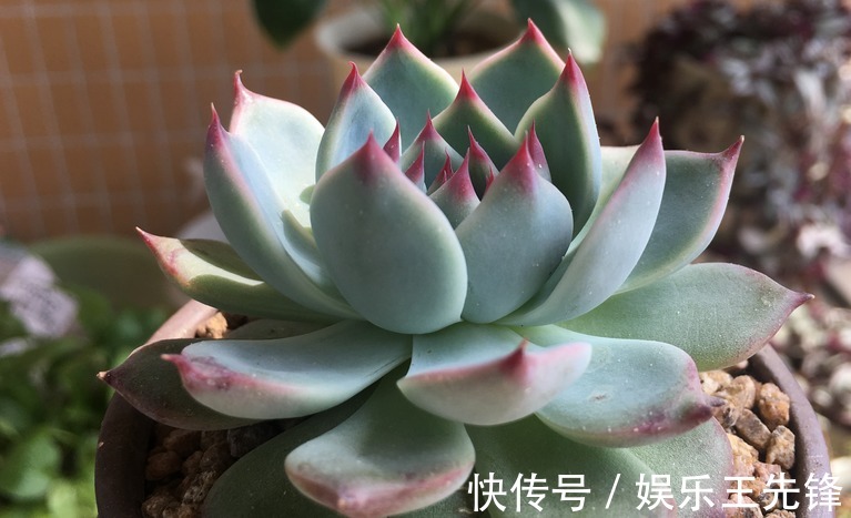 浇水|秋季该怎么给多肉浇水?摸清楚这4点,叶子水灵灵,不会没精神