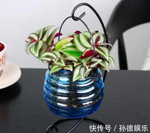 细数那些超耐阴的花,光照少长满屋,懒人大爱