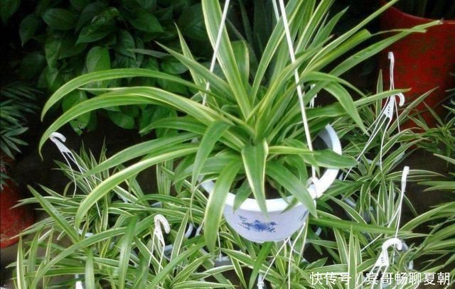 植株|家里吊兰开花了,到底留下来好还是剪掉好