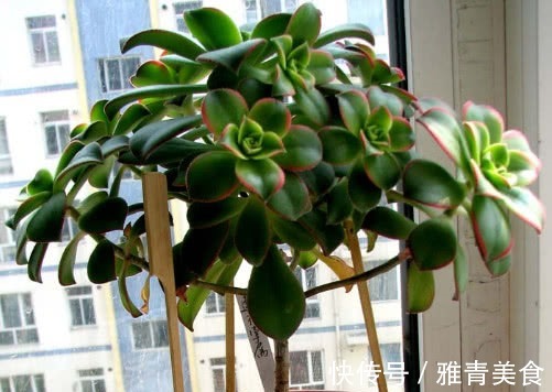 多肉艳日辉怎么养教你3个盆栽小妙招，养出最多彩绚烂的艳日辉