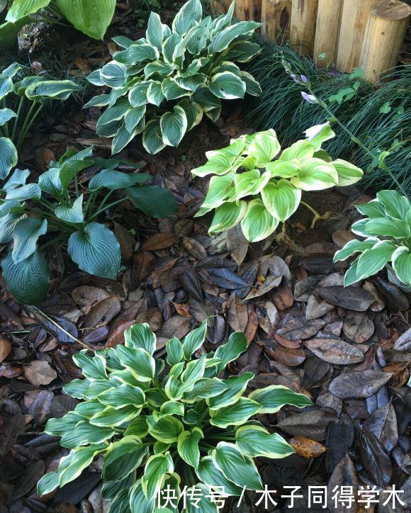 零下20度“装死”的这些花，个个“真汉子”，来年春天的爆花王