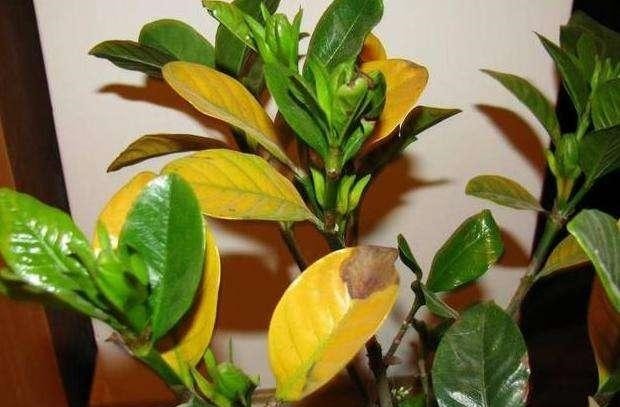 室内养花,有3个“禁忌”,难怪黄叶不开花,现在改了还不晚