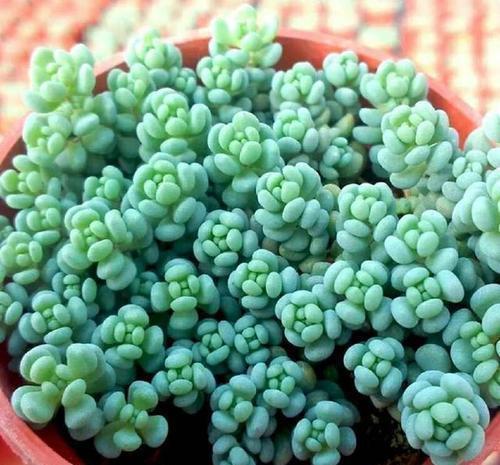 养护|4种清新喜人的多肉植物,颜值高好养护,适合女生养!