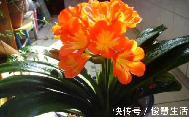 花盆|君子兰，两种“零食”喂下去，叶肥花多，爆满盆