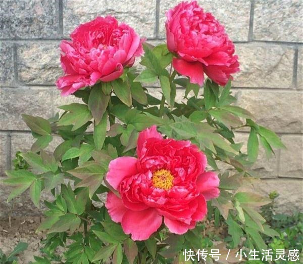 天冷的地方，我建议你养这5种花，开花非常漂亮，扛冻能力杠杠的！