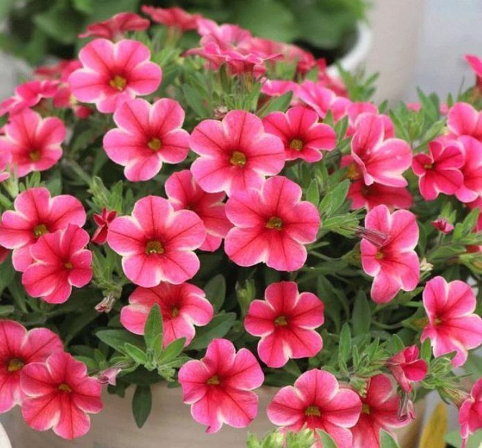 小花园|新手选此款花卉,不用操啥心,枝头窜满花苞,建造绝美小花园