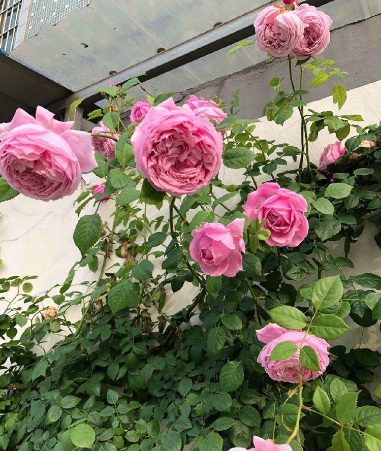 几款艳丽的花卉,漂亮又好闻,花色艳丽,花开枝繁叶茂,美