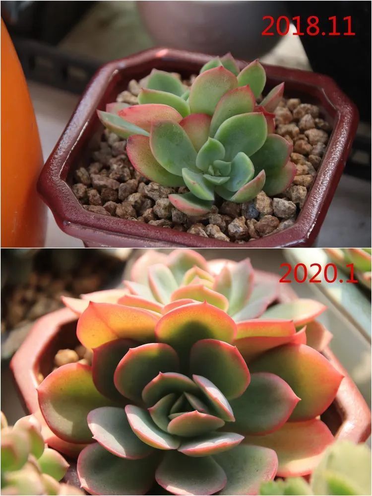 每次的剁手都是忍无可忍,无需再忍!买买买!静待肉美!