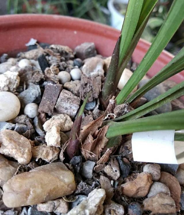 鳞茎|兰花为什么不开花清楚兰花叶芽和花芽的发育过程,开花爆盆