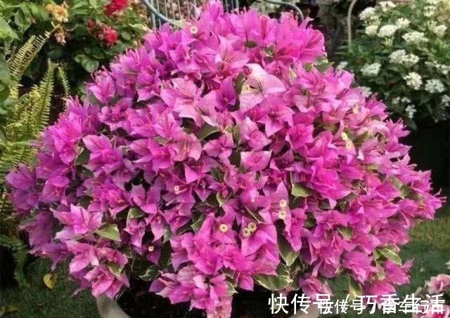 小花|6种花,得“虐”养,少浇水,用破盆,越不管长得越好!