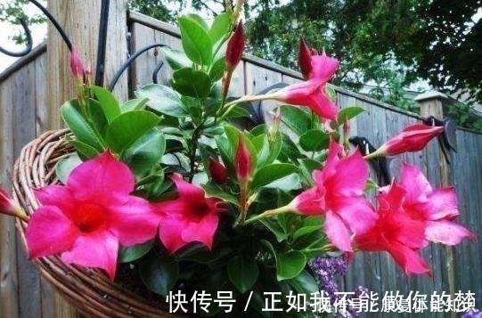一种小花太神奇,一对叶子6朵花,养一棵开一片,室内室外都能养!