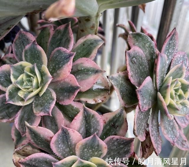 度夏|绿了也是心头肉,开始为度夏担忧!