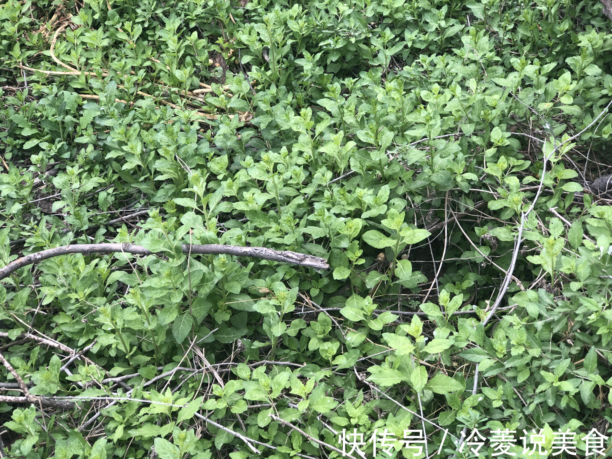刺儿菜|这8种野菜很常见,但很多人不知道能吃,你认识几种