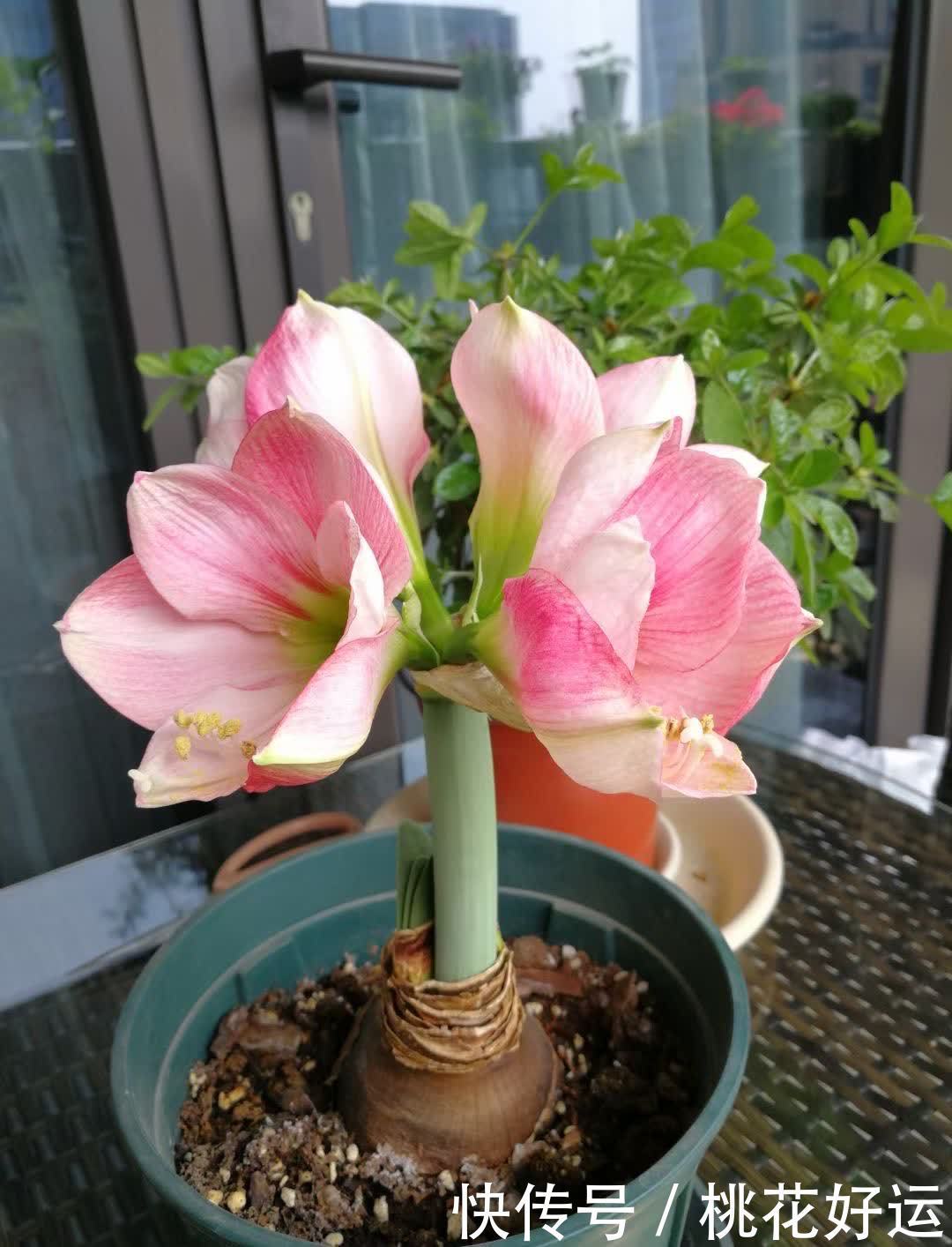 鸡蛋壳|家里4种不起眼的东西拿来养花,土壤更疏松,花花长得更快更好