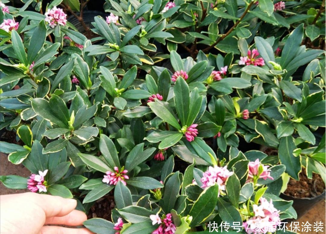 浇水|6种花,最怕热,30度就黄叶,再乱浇水,容易“烂根”