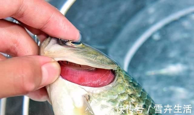 味香汤|现在才知道，买鲫鱼这么简单，煮鱼汤又香又鲜，不懂真可惜