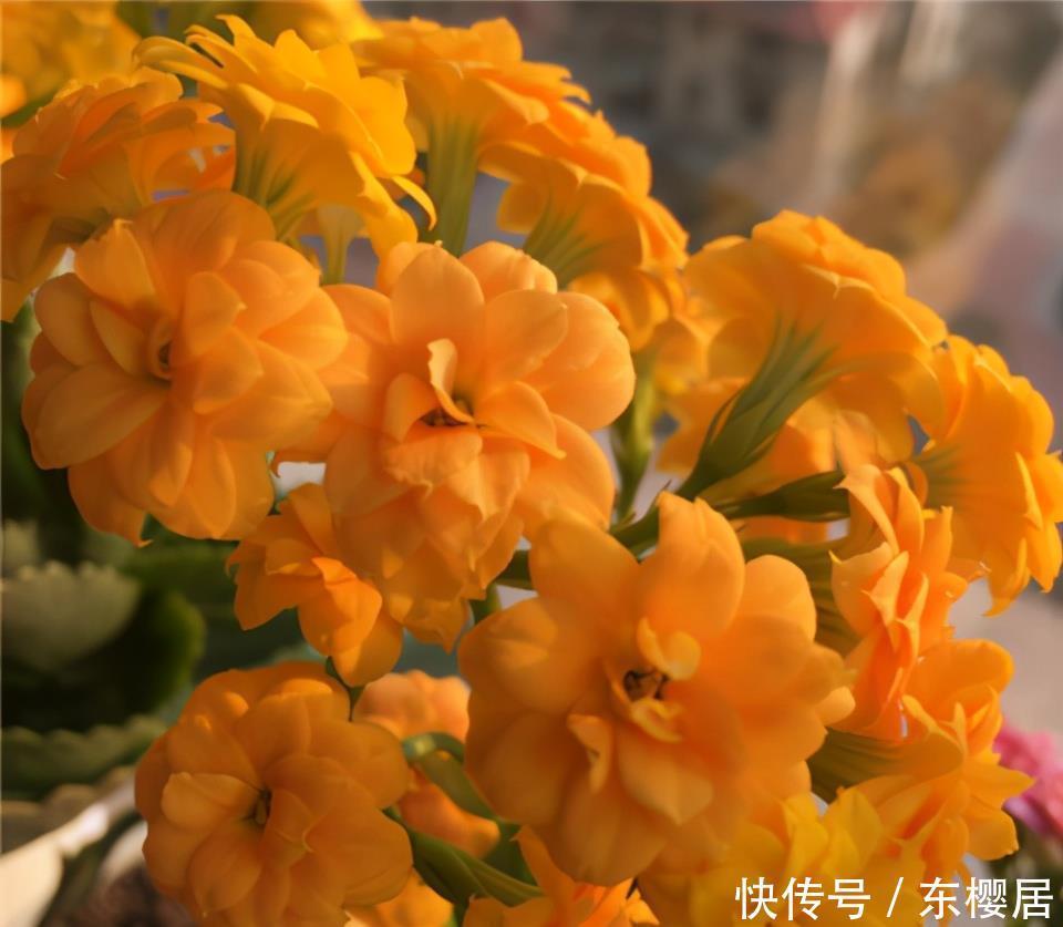 长寿花不长花苞怎么办?那就“放大招”,春节开花依旧可期