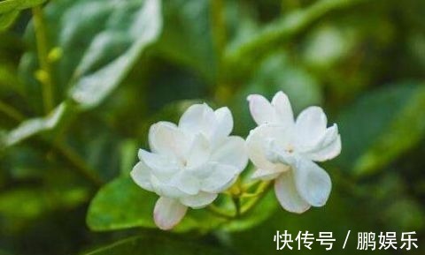 倒挂金钟|这5种花“最难养” 老手养不好，新手不敢碰