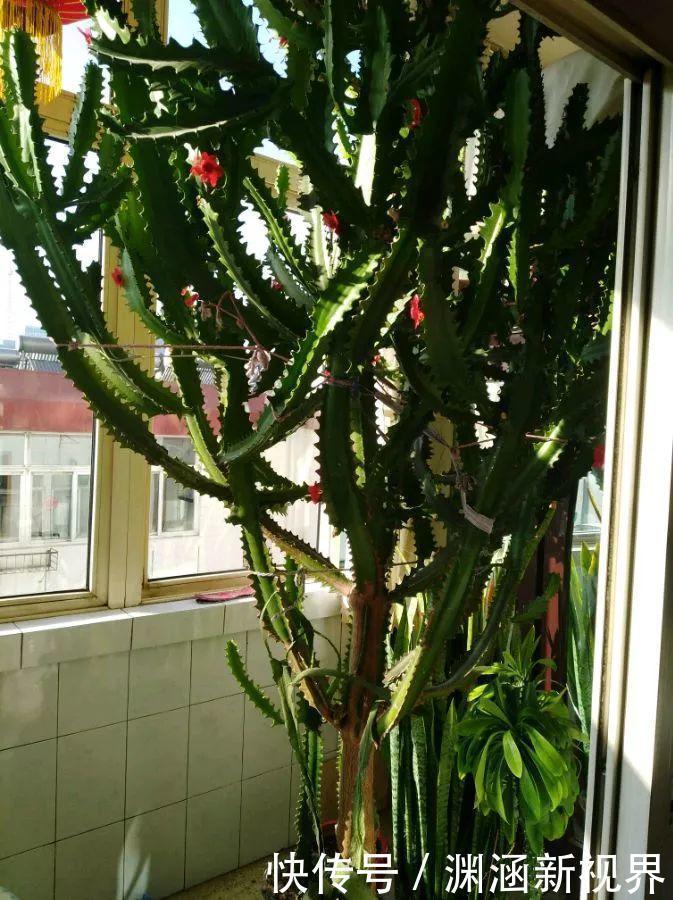 浇水|会养花的人都选它,耐旱又好活,2年养成小树桩!