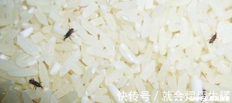 妙招|大米生虫不懂不要暴晒!教你1小妙招,用完就能一年不长虫不发霉