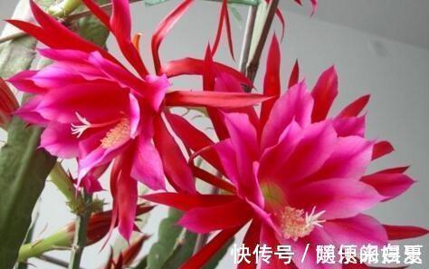 腐熟|养“令箭荷花”,把它砸一砸,扔盆里,花开大如碗,漂亮!