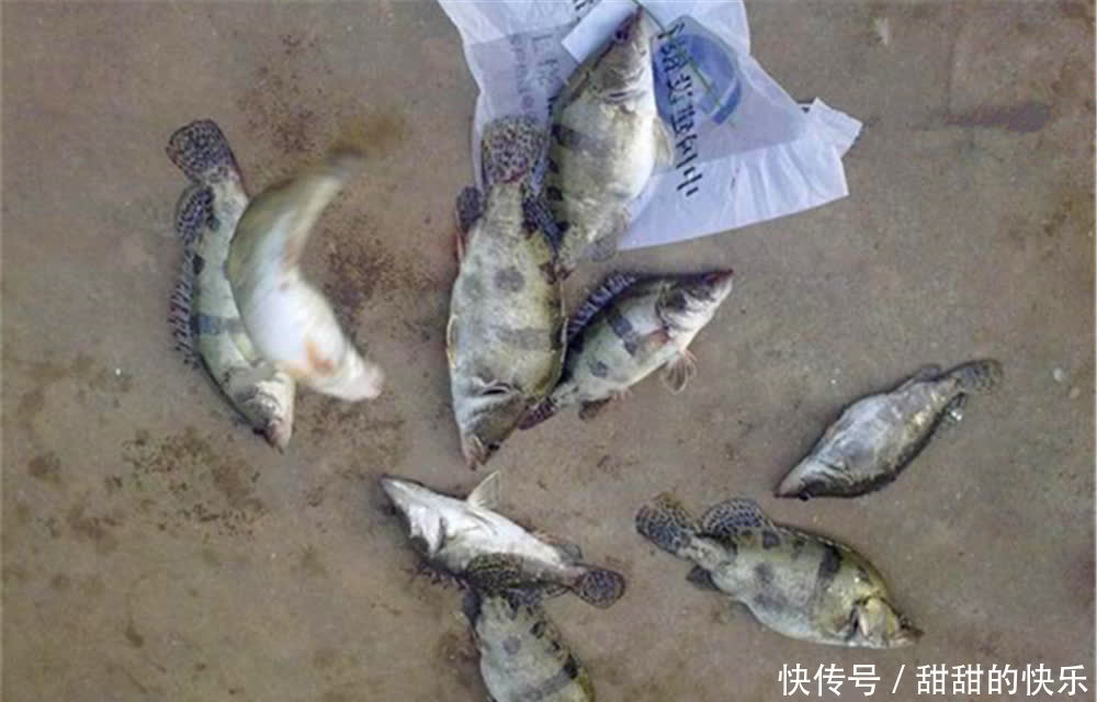 桃花流水鳜鱼肥,春季手竿钓鳜鱼,就用民间这种钓法,简单又好用