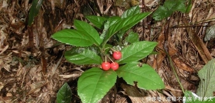 这东西，俗称“矮地茶”，南方很常见，遇到请重视