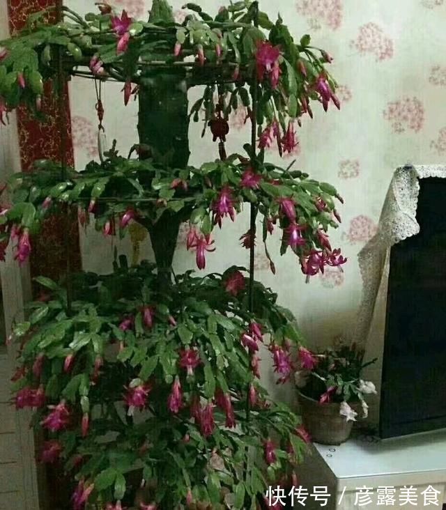 养3种花“多修剪”,2年养成“6层塔”,放在家里真“养眼”