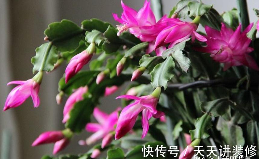 休眠|9月做件事,唤醒蟹爪兰,10月3方法,年底花开爆