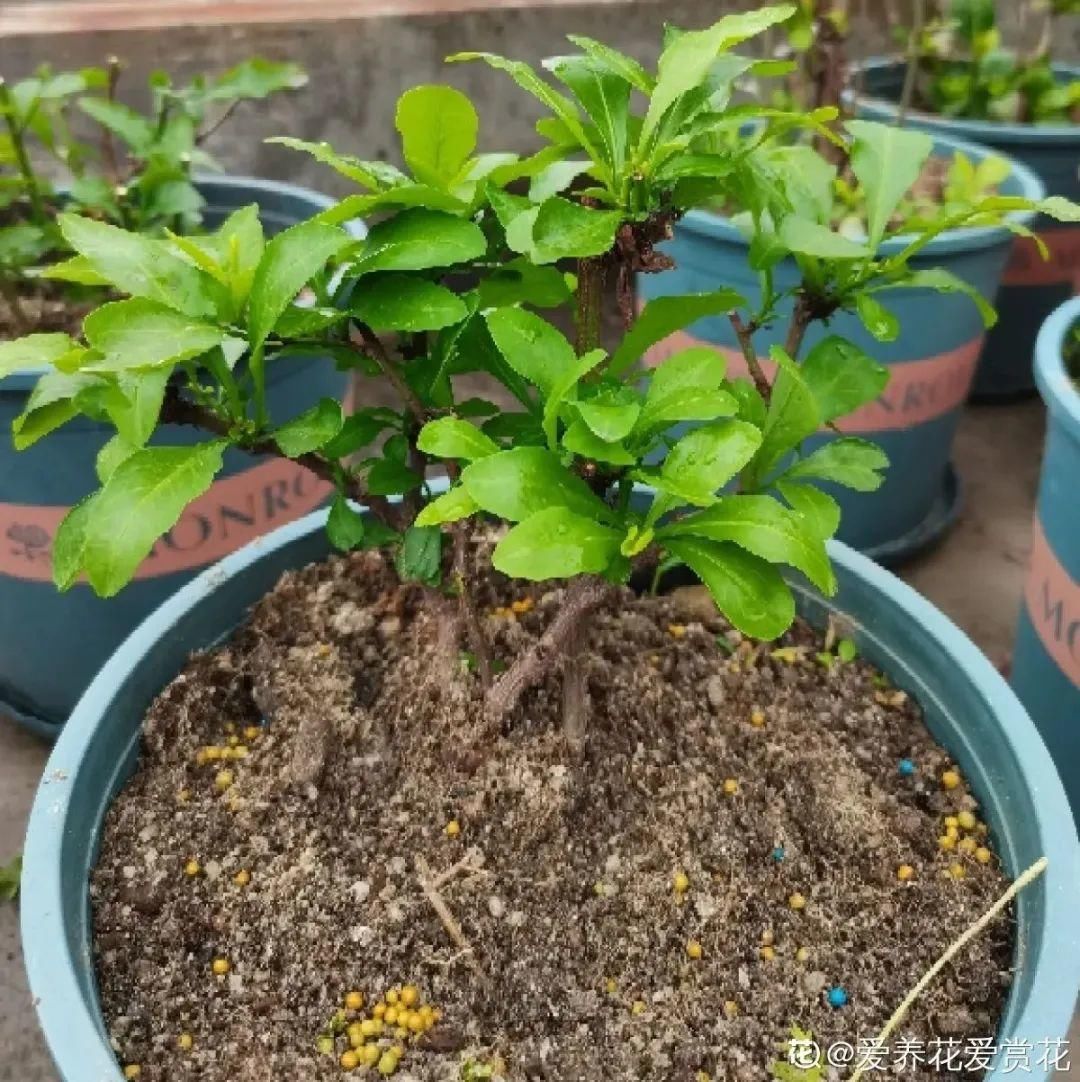 棒棒糖|从养花大神家，偷来3个爆花技巧，快学，24小时后删