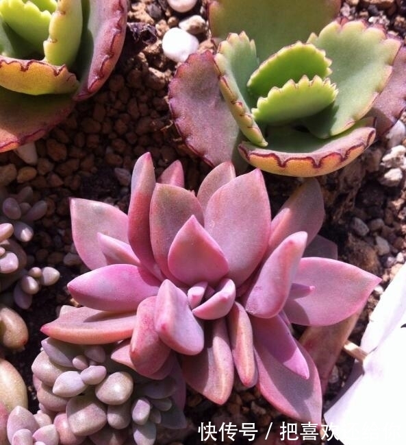 妙招|夏季多肉植物叶子一碰就脱落？教你3种养护小妙招，能避免黑腐病